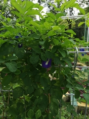 Clitoria ternatea