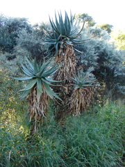 Aloe arborescens