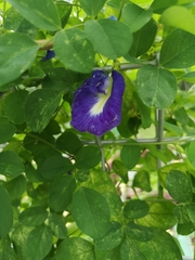Clitoria ternatea