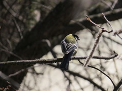Parus major