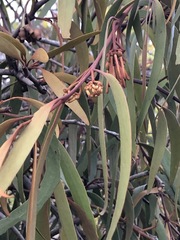 Amyema pendula pendula