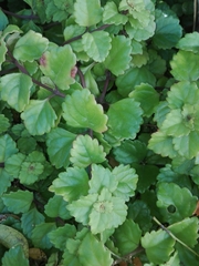 Plectranthus verticillatus