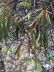 Amyema pendula pendula