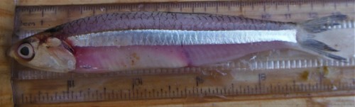 Anchovy (Anchoa curta) — Engraulidae — 2