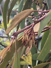 Amyema pendula pendula