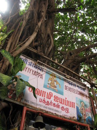 Ficus benghalensis