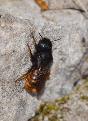Osmia bicolor