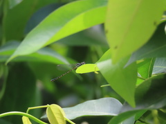Onychargia atrocyana