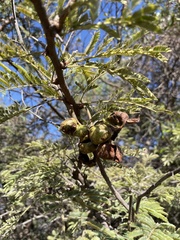 Dichrostachys