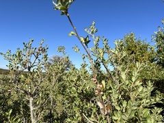 Quercus wislizeni frutescens