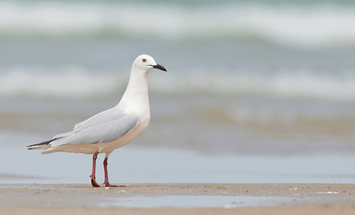Slender-billed Gull
