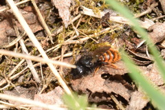 Osmia bicolor