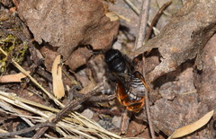 Osmia bicolor