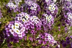 Lobularia maritima