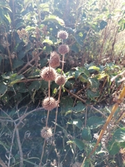 Leonotis nepetifolia