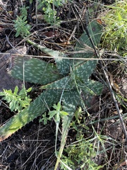 Aloe greatheadii