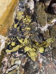 Sargassum incisifolium