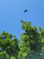 Corvus brachyrhynchos