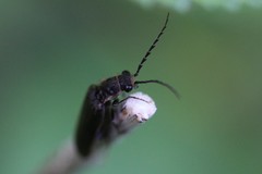 Denticollis denticornis