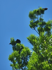 Corvus brachyrhynchos