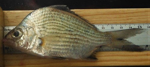 Streaked mojarra (Eugerres lineatus) — Gerreidae — 4