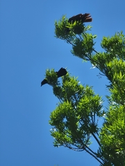 Corvus brachyrhynchos