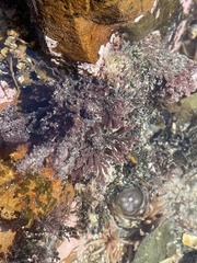 Acrosorium acrospermum