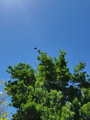 Corvus brachyrhynchos