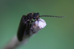 Denticollis denticornis