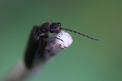 Denticollis denticornis