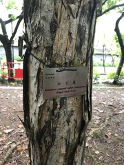 Melaleuca cajuputi cumingiana
