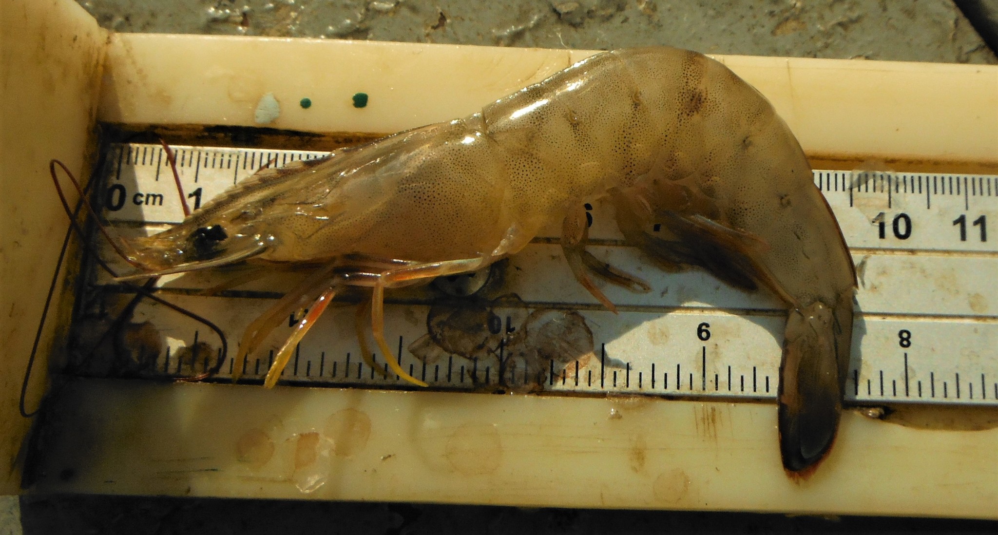Whiteleg shrimp - Wikipedia