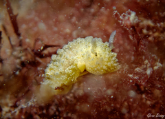 Doris ocelligera