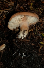 Rhodocybe piperita