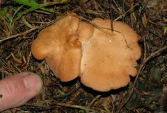 Rhodocybe piperita