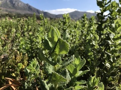 Senecio rigidus