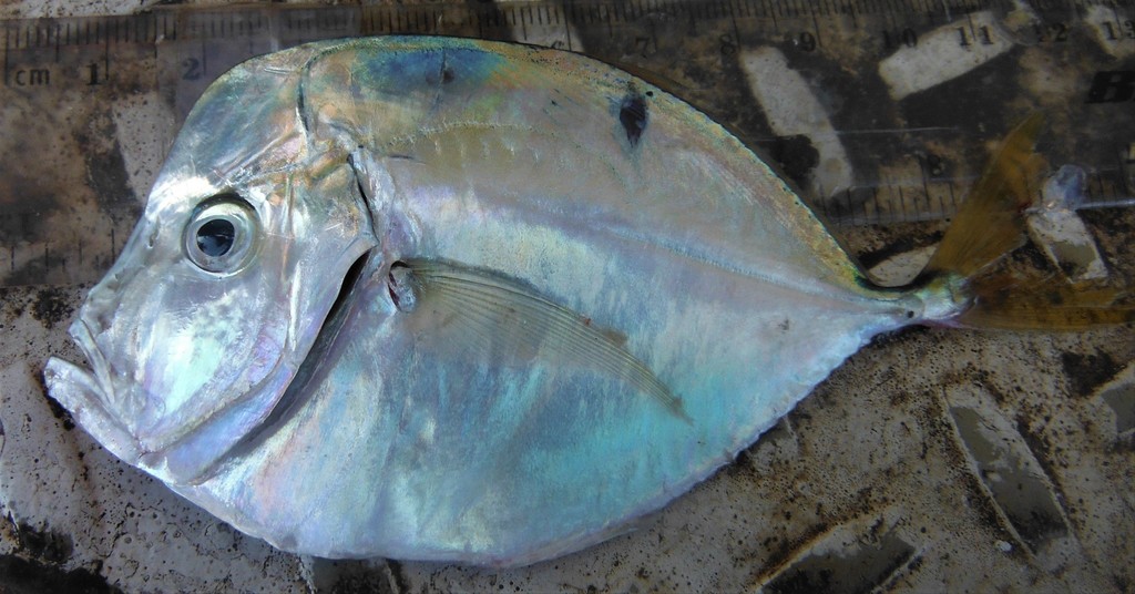 Mexican lookdown (Selene orstedii) — Carangidae