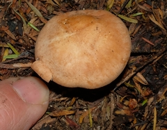 Rhodocybe piperita