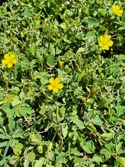 Oxalis corniculata