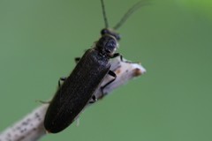 Denticollis denticornis