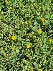 Oxalis corniculata