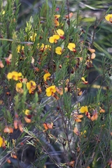 Bossiaea heterophylla