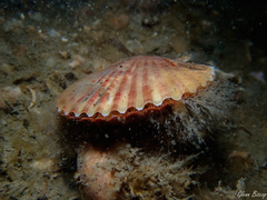 Aequipecten opercularis