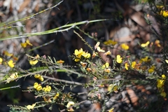Bossiaea heterophylla