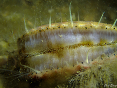 Aequipecten opercularis