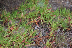 Carpobrotus edulis edulis