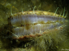 Aequipecten opercularis