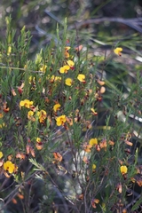 Bossiaea heterophylla