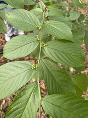 Rhamnella franguloides