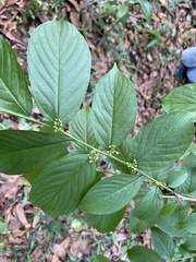 Rhamnella franguloides